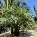 Phoenix Roebelenii Palm