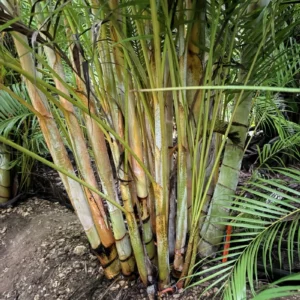 Areca Palm