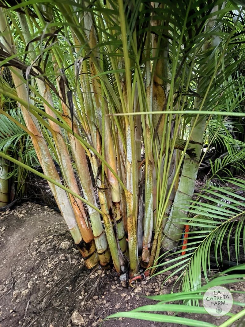 Areca Palm