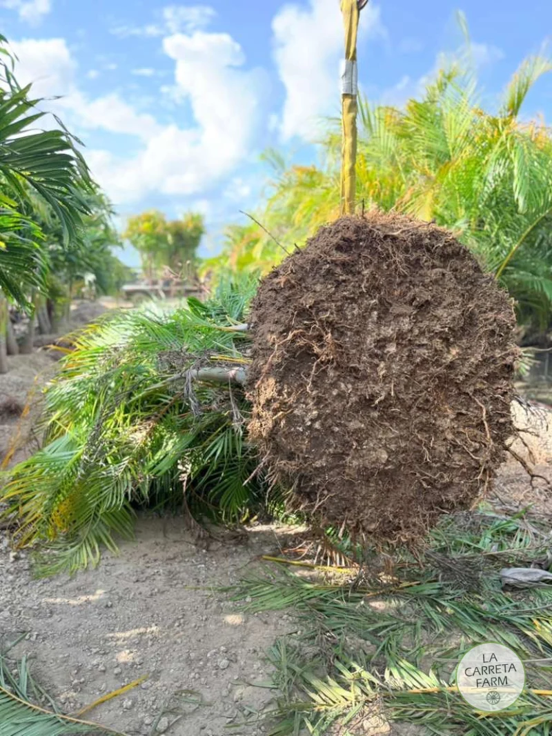 Areca Palm - Image 2