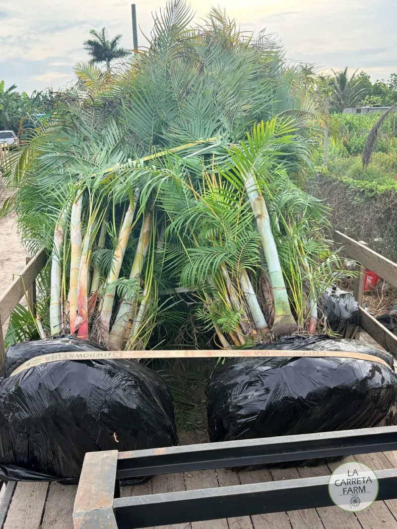 Areca Palm - Image 3