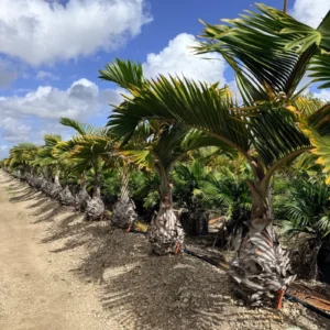 Bottle Palm