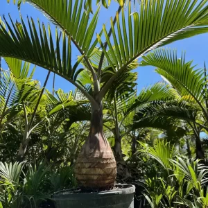 Bottle Palm