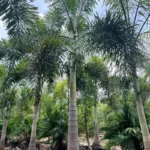 Foxtail Palm