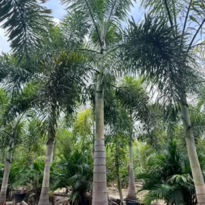 Foxtail Palm