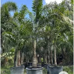 Foxtail Palm