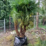 Phoenix Roebelenii Palm