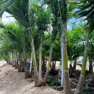 Christmas Palm