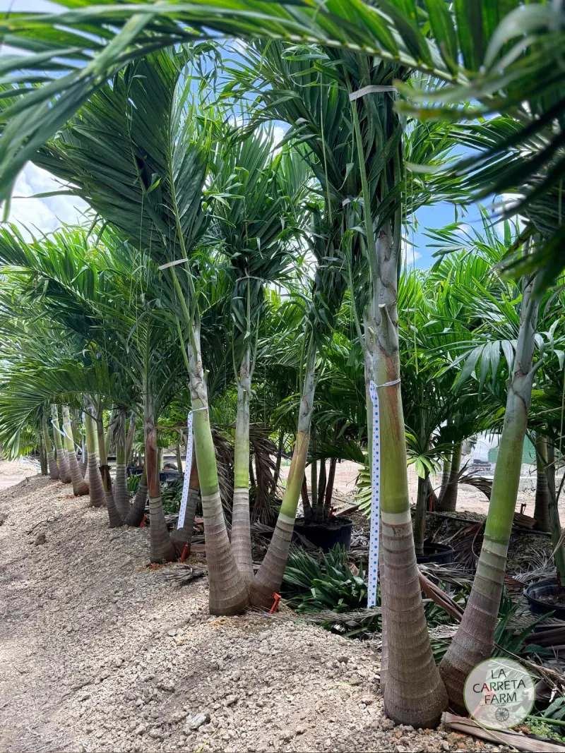 Christmas Palm