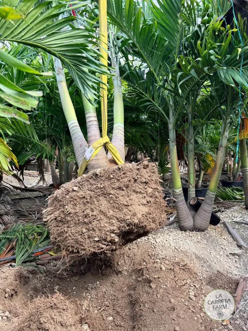 Christmas Palm - Image 3