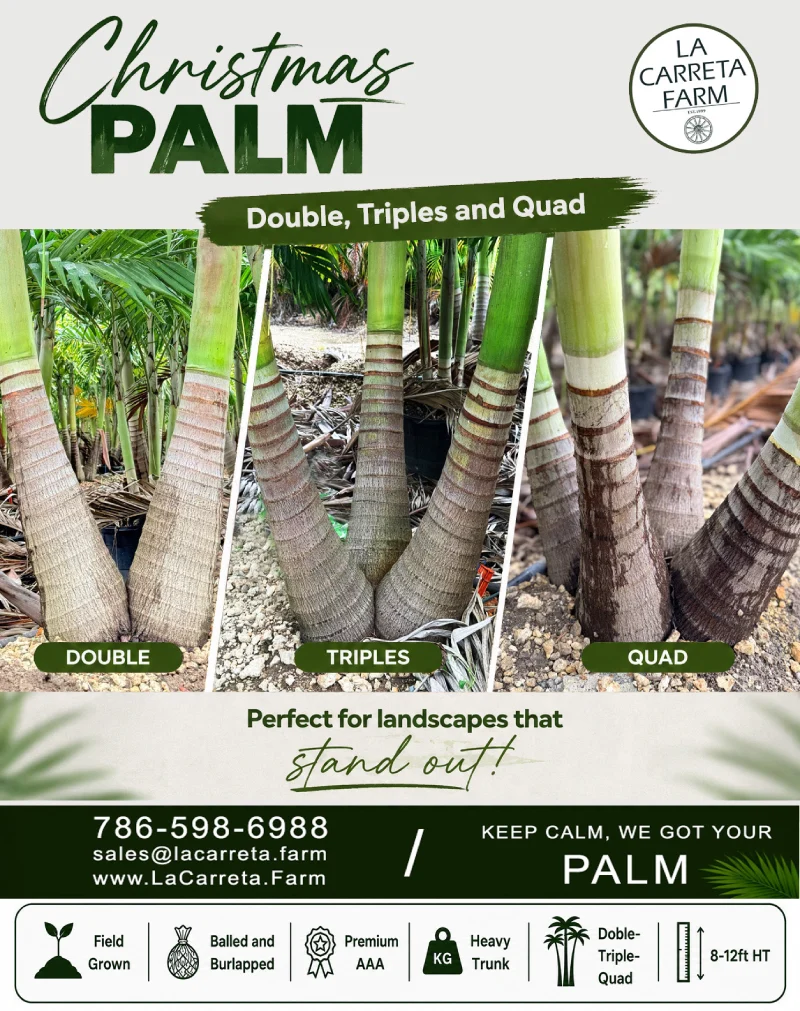 Christmas Palm - Image 4